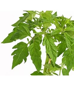 Bioland Fleischtomate -Gartenmöbelgeschäft 8842627 WE DE 001 BioFleischtomateT12DehnerExpressHerzig