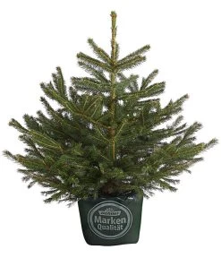 Stech-Fichte, Ca. 60-80 Cm, Im Topf Gewachsen