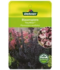 Blasenspiere 'Tiny Wine' -Gartenmöbelgeschäft BlasenspiereTinyWine Etikett 1