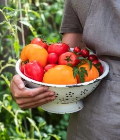 Tomate 'Garance' -Gartenmöbelgeschäft WE MO 001 Ernte Tomate 05