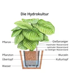 Flamingoblume - Anthurium Andreanum, Hydrokultur -Gartenmöbelgeschäft WE MO Hydrokultur Hydropflanze Grafik 2