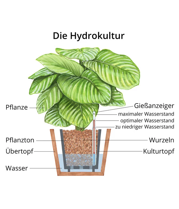 Birkenfeige - Ficus Binnendijkii 'Amstel King', Hydrokultur 3 Birkenfeige - Ficus Binnendijkii 'Amstel King', Hydrokultur – Bild 3