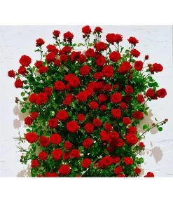 Kletterrosen -Gartenmöbelgeschäft X007937915 BildFS 001 KletterroseSantanaSantana